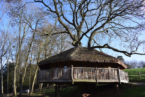 Vivianna, Treeopia